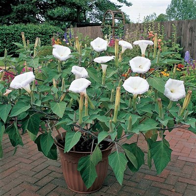 Evening Fragrance Datura Seeds in Pakistan for Rs. 899.00 | frescoseeds