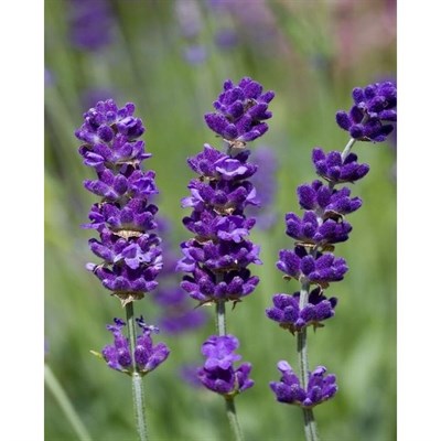 Melissa Lilac English Lavender Seeds