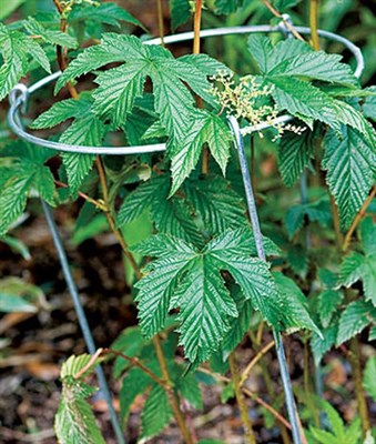 Grow Through Hoop Plant Supports
