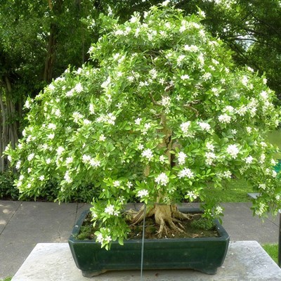 Bonsai Fragrant Jasmine Seeds