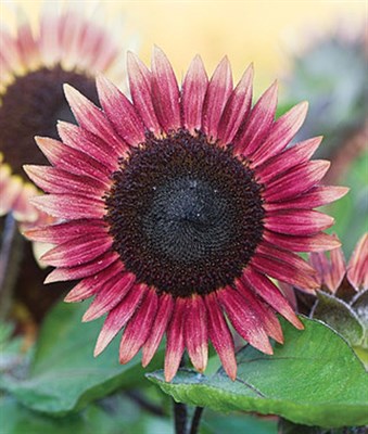 Sunflower Ms. Mars Seeds