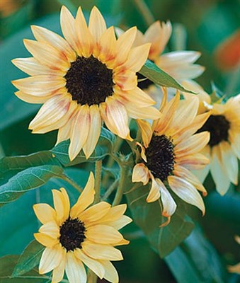 Sunflower Bashful Seeds