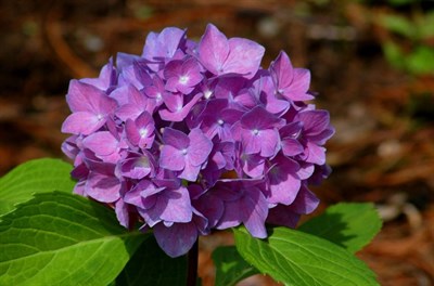 Hydrangea Violet Flower Seeds