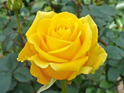 Australian Yellow Rose Seeds