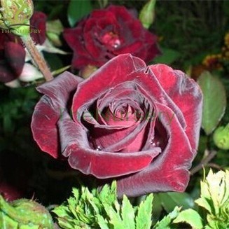 Black Baccara Rose