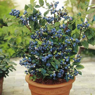 Bonsai Potted Blueberry Seeds