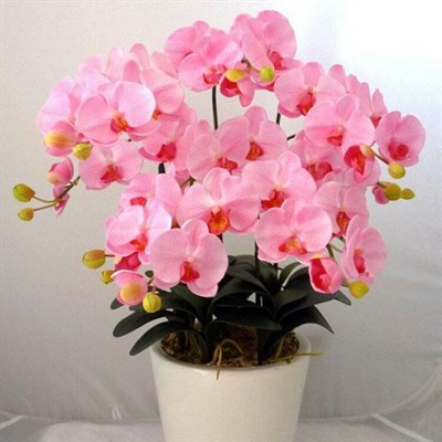 Bonsai Pink Phalaenopsis Seeds