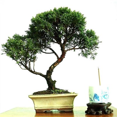 Bonsai Cypress Tree Seeds