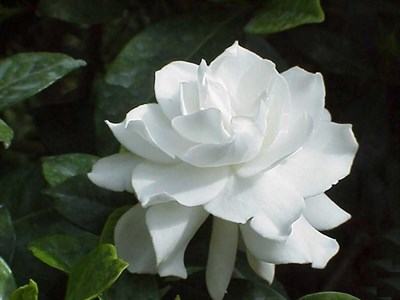 White Gardenia Rose Seeds