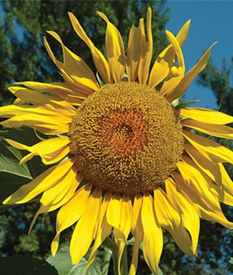 Sunflower Pikes Peak Seeds
