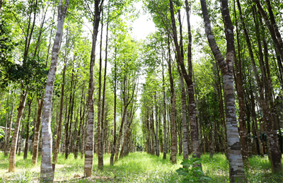 Vietnamese Agarwood Seeds