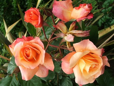 Westerland Climbing Rose Seeds