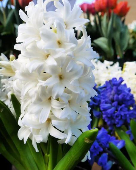 Top White Hyacinths