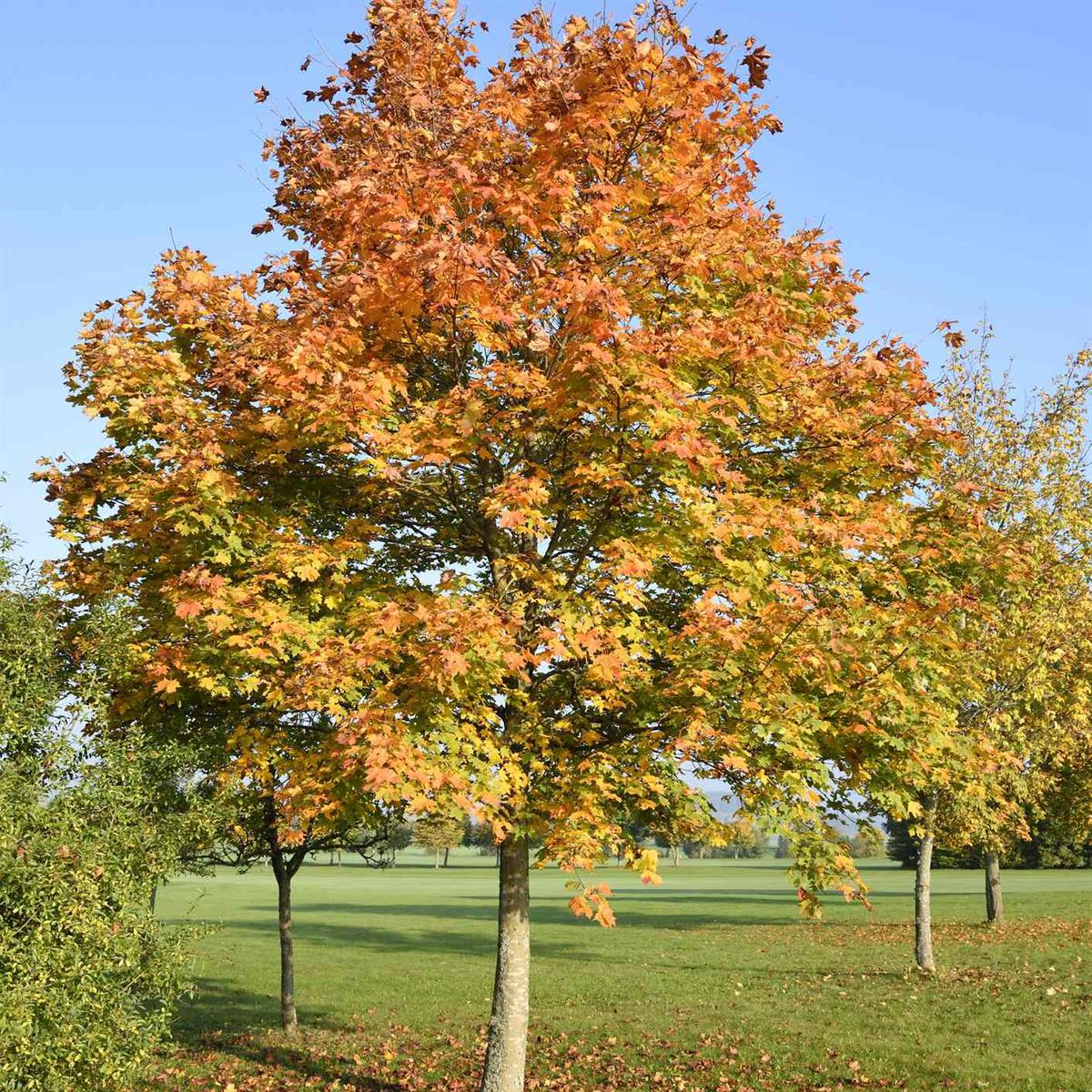Top Quality Maple Seeds Pakistan