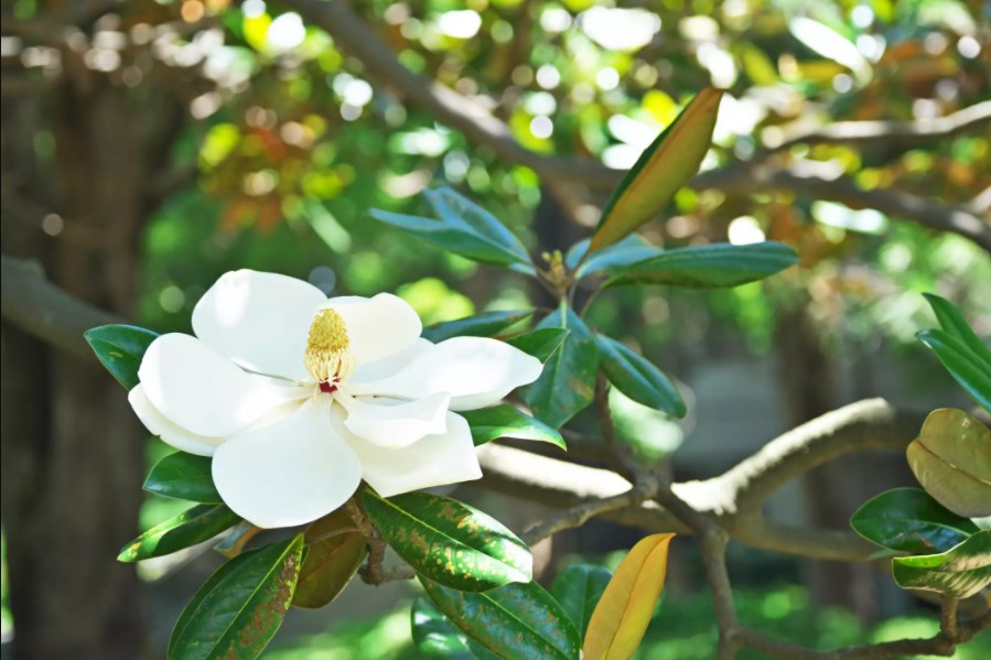 Southern Magnolia Flower Tree Seeds