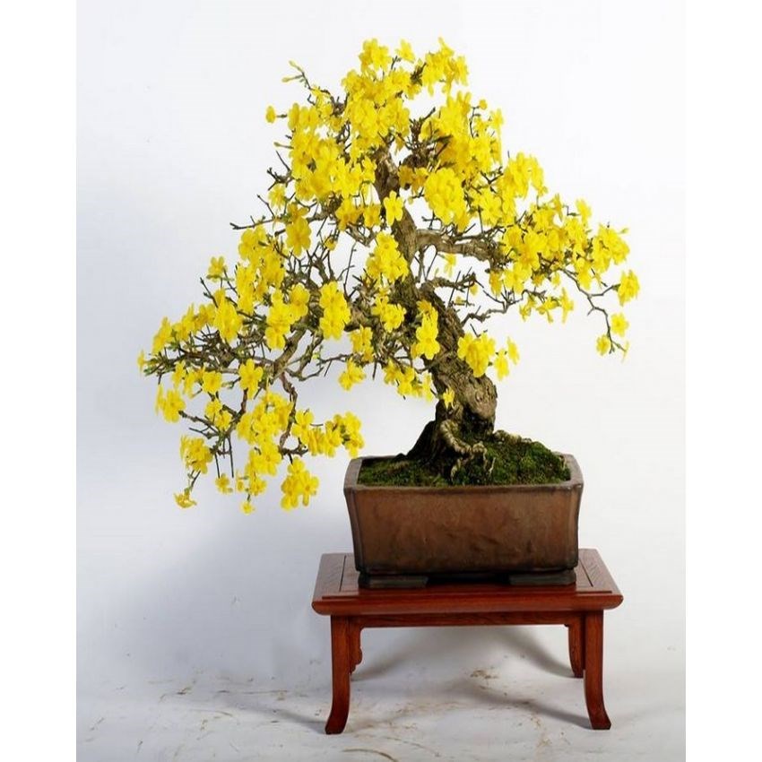 Bonsai Yellow Jasmine Tree Seeds