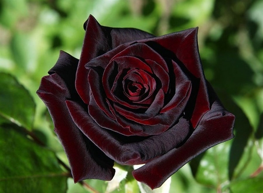 Australian Black Baccara Rose Seeds