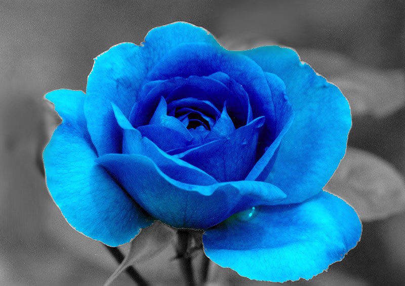Blue Rose Seeds in Pakistan for Rs. 799.00 | frescoseeds