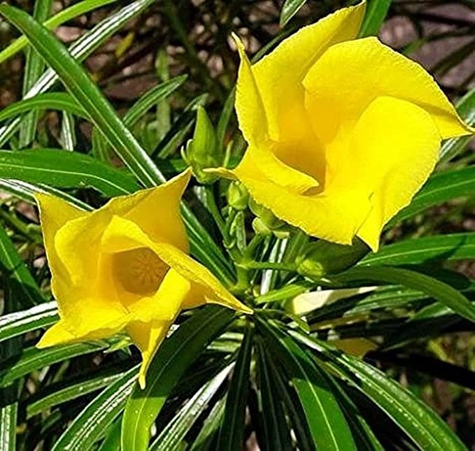 Kaner yellow plants Seeds approx 10 seeds id1008 in Pakistan for Rs