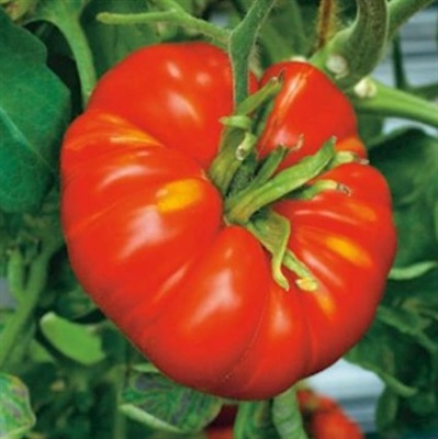 Beef Tomato - Approx 20 Seeds 