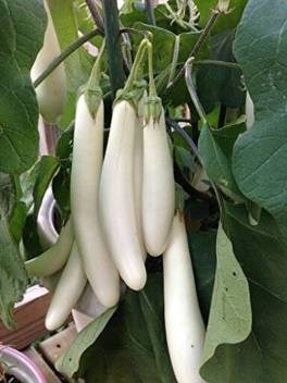 Eggplant white long Hybrid F1 25 Seeds 
