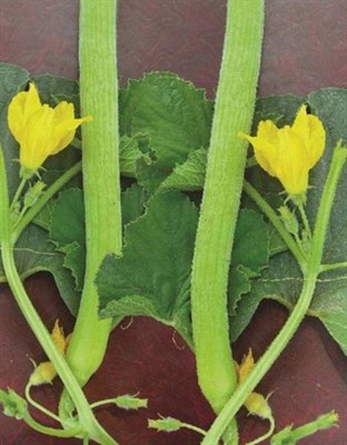 Melon Gourd "Kakri" Hybrid F1 20 seeds 