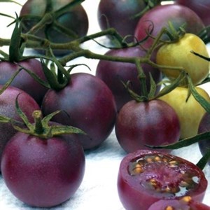 Tomato Seed purple Round 10 Seeds