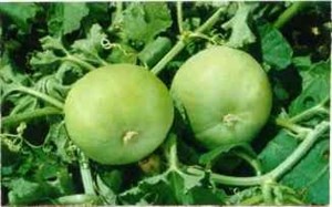 Apple Gourd  (Tinda)  Selected  Seeds 