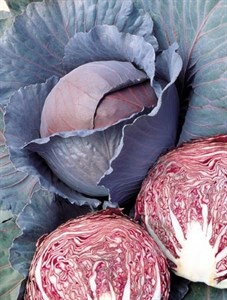Cabbage Red Ruby Perfection F1 25 to 30 seeds 