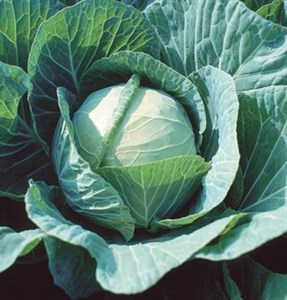 Cabbage f1
