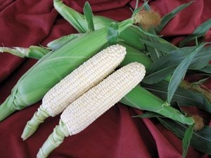 Sweet Corn K2