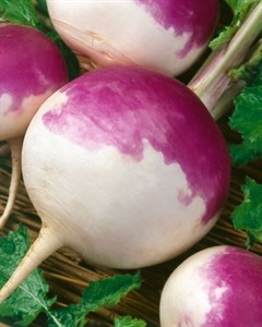 Turnip purple top 
