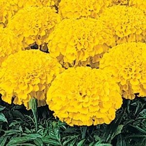 Marigold F1 Marvel Gold African Double Dwarf 