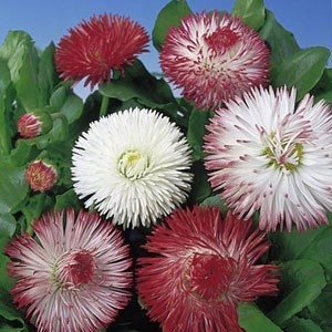 BELLIS  DOUBLE FLOWERED MIXED 30 seeds