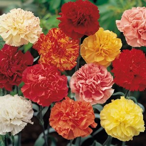 Carnation Giant mixed 30 seeds