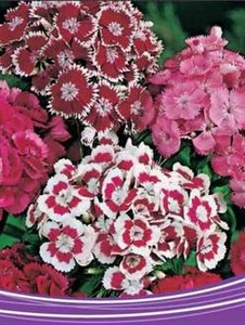 Dianthus  Mixed 30 seeds