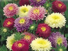 Aster, China – Milady Mixed 30 SEEDS