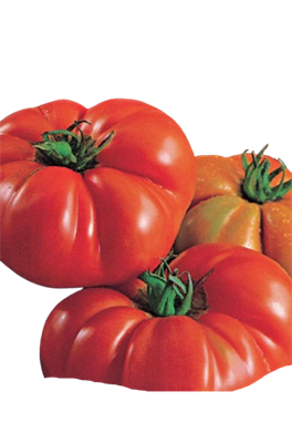 Tomato Costoluto Fiorentino