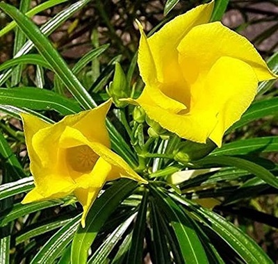 Kaner  yellow plants Seeds  approx 10 seeds id:1008