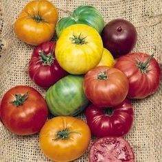 Mix Tomato Seeds 