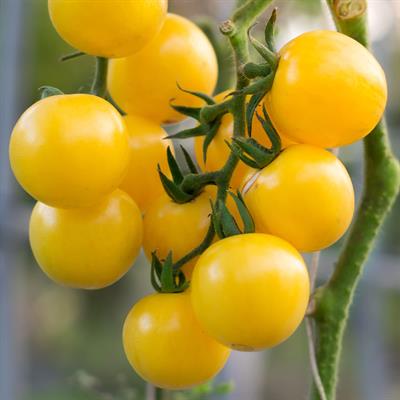 Tomato yellow 1000 seed 