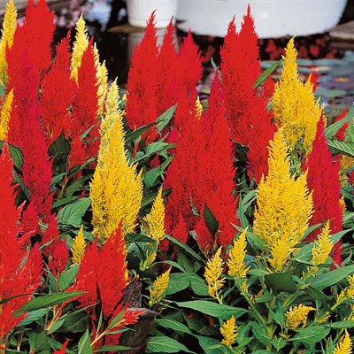 Celosia/plumosa/tall 