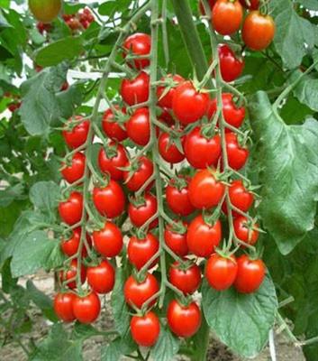 Cherry Tomato Red  1000 seed