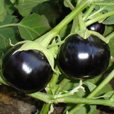 Eggplant  black hybrid f1 