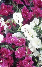 CLARKIA PULCHELLA