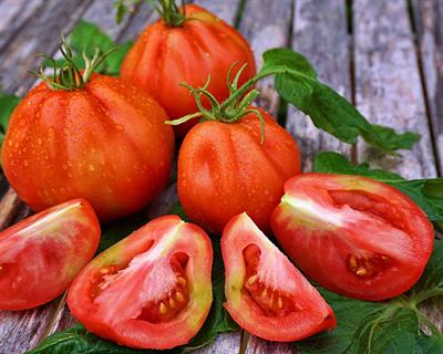 Canestrino Heirloom Tomato Seeds Approx.15 seeds