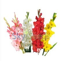 Gladiolus 4 colors Mixed 50 bulbs deal 
