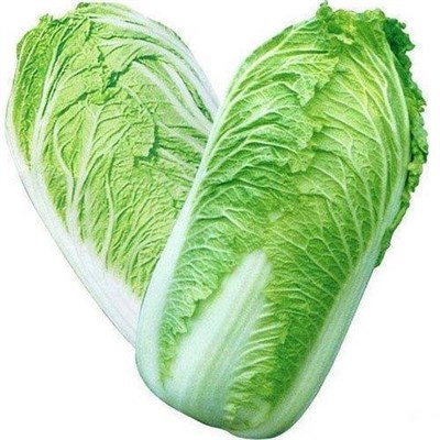 CHINESE CABBAGE  approximately 50 seeds 
