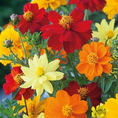 Cosmos Mixed 30 seeds