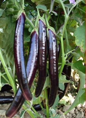 Eggplant  Rare blackish  Purple Long Hybrid F1